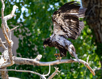 Juvenile Bald Eagles