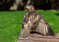 Red Tailed Hawks