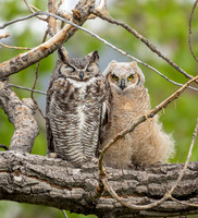 Great Horned Owls